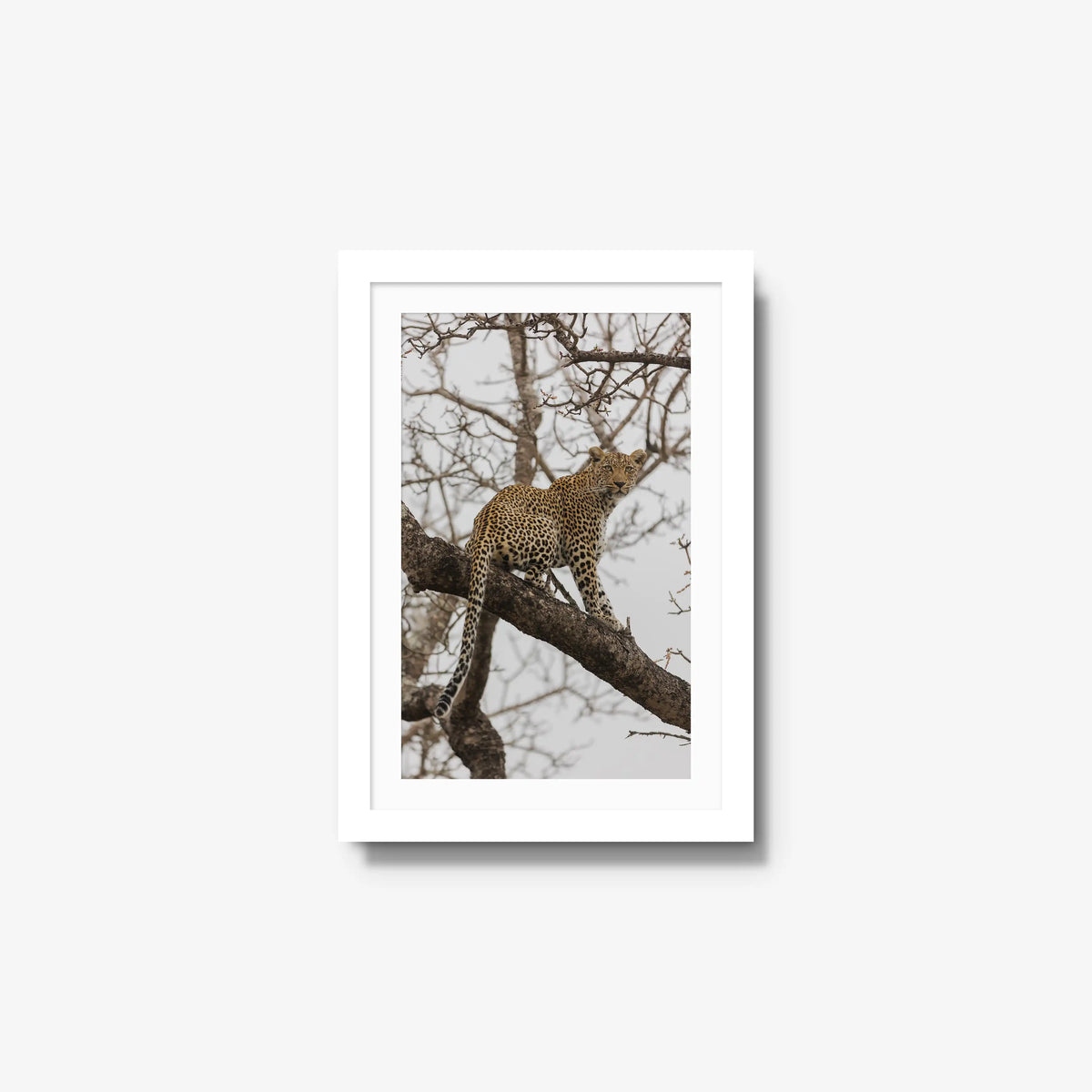 Steady — small / white / mat