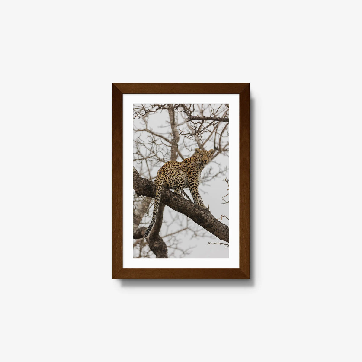 Steady — small / brown / mat