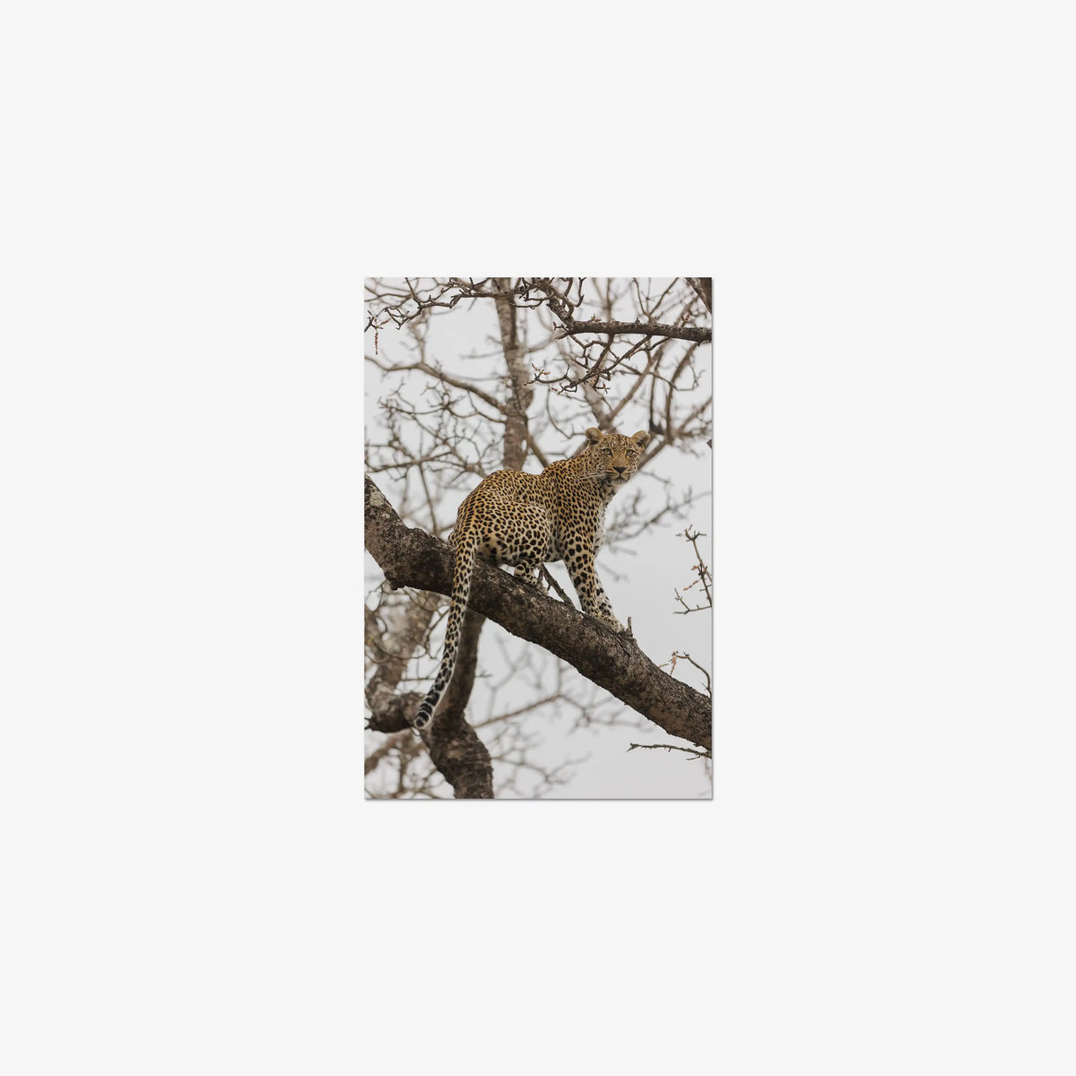 Steady — small / print / n/a