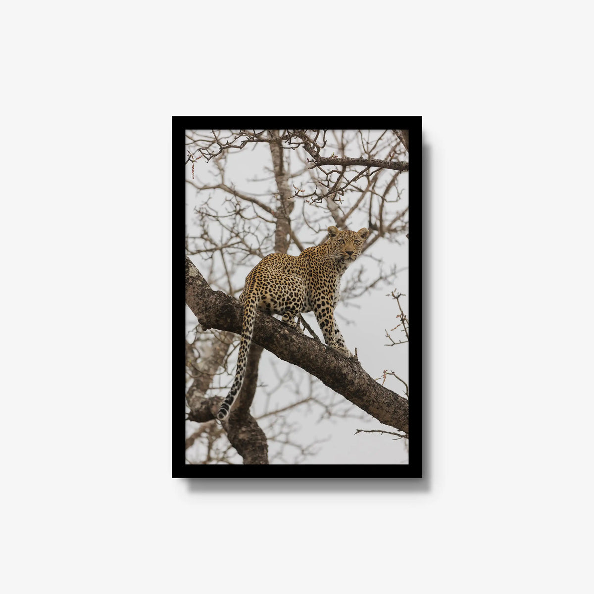 Steady — medium / black / full