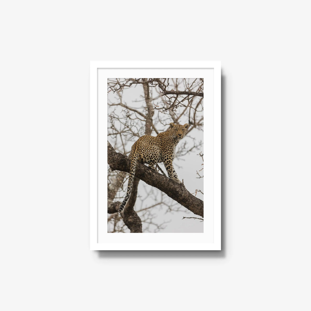 Steady — medium / white / mat