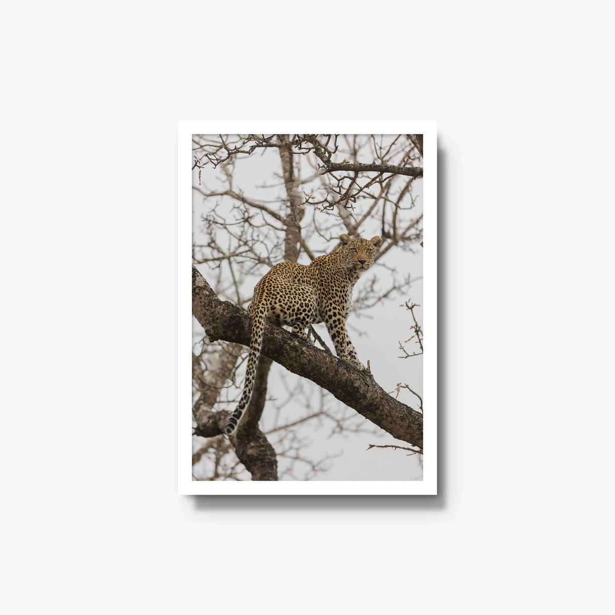 Steady — medium / white / full