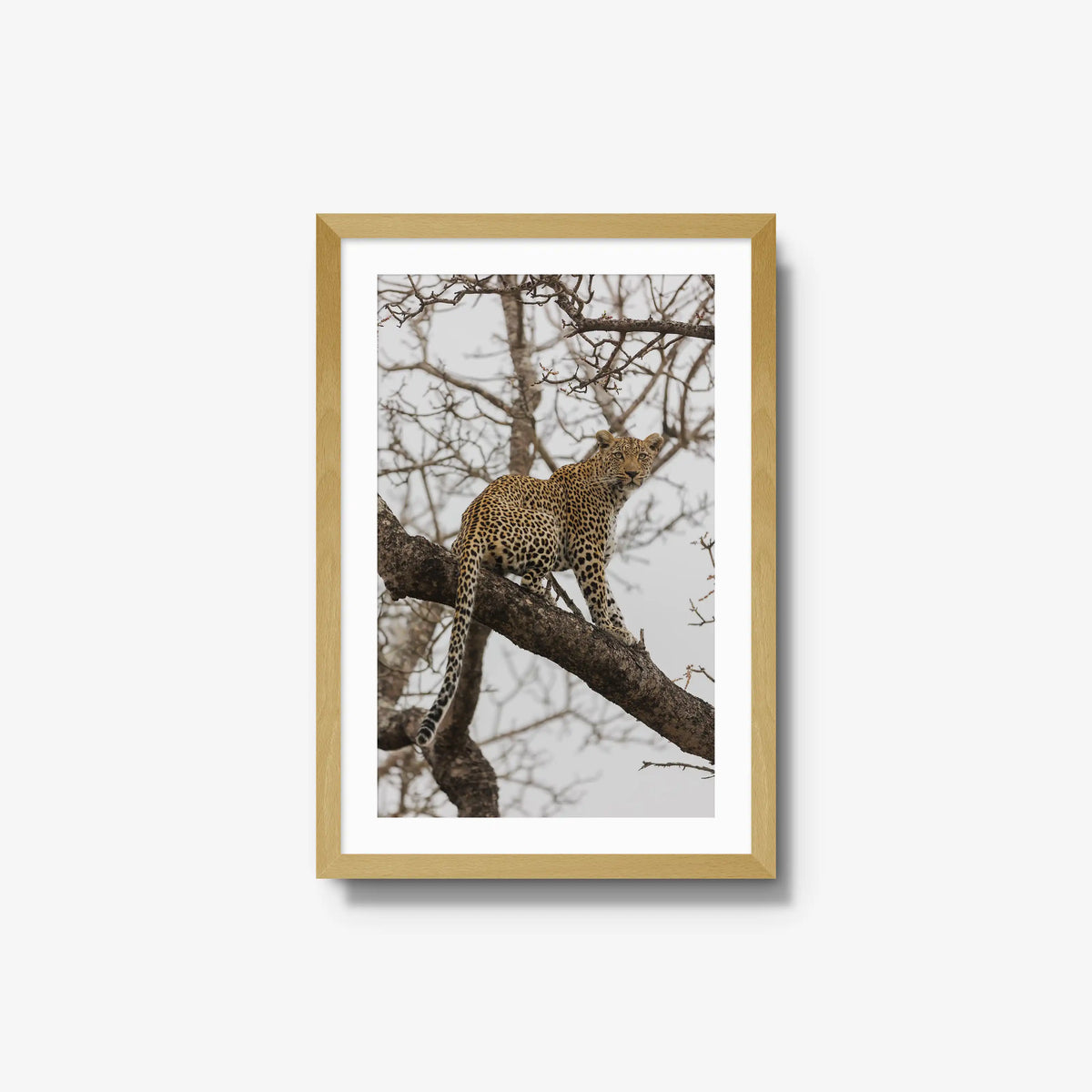 Steady — medium / natural / mat