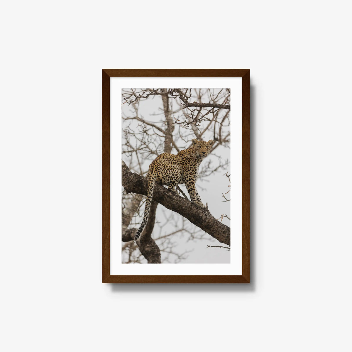 Steady — medium / brown / mat