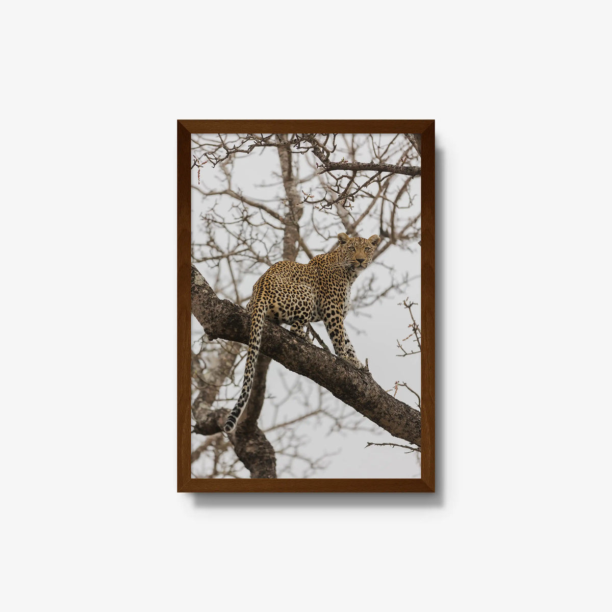 Steady — medium / brown / full