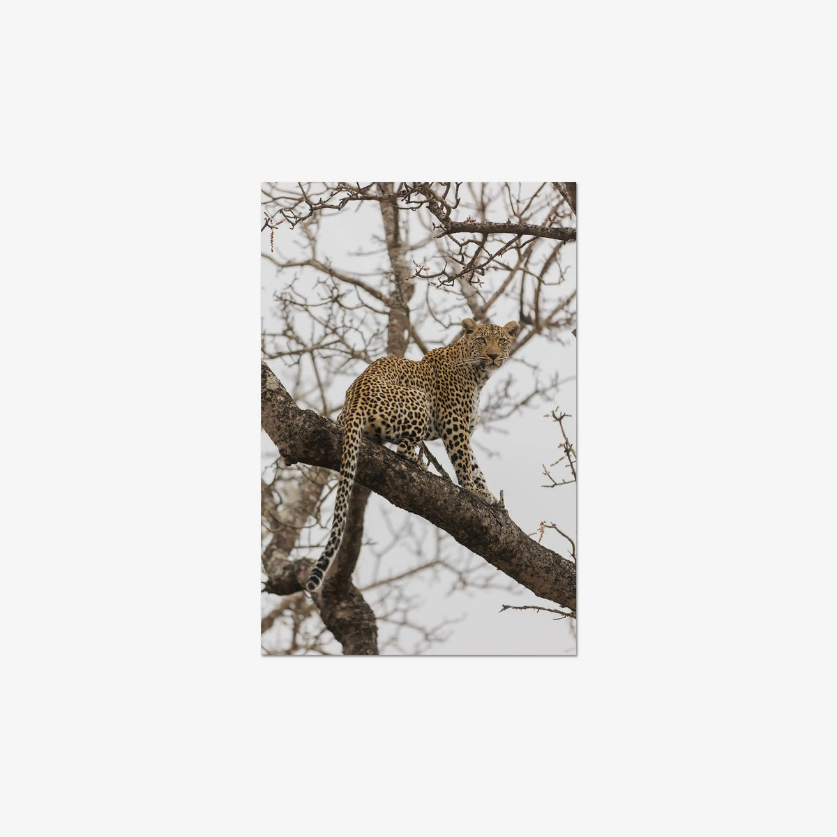 Steady — medium / print / n/a