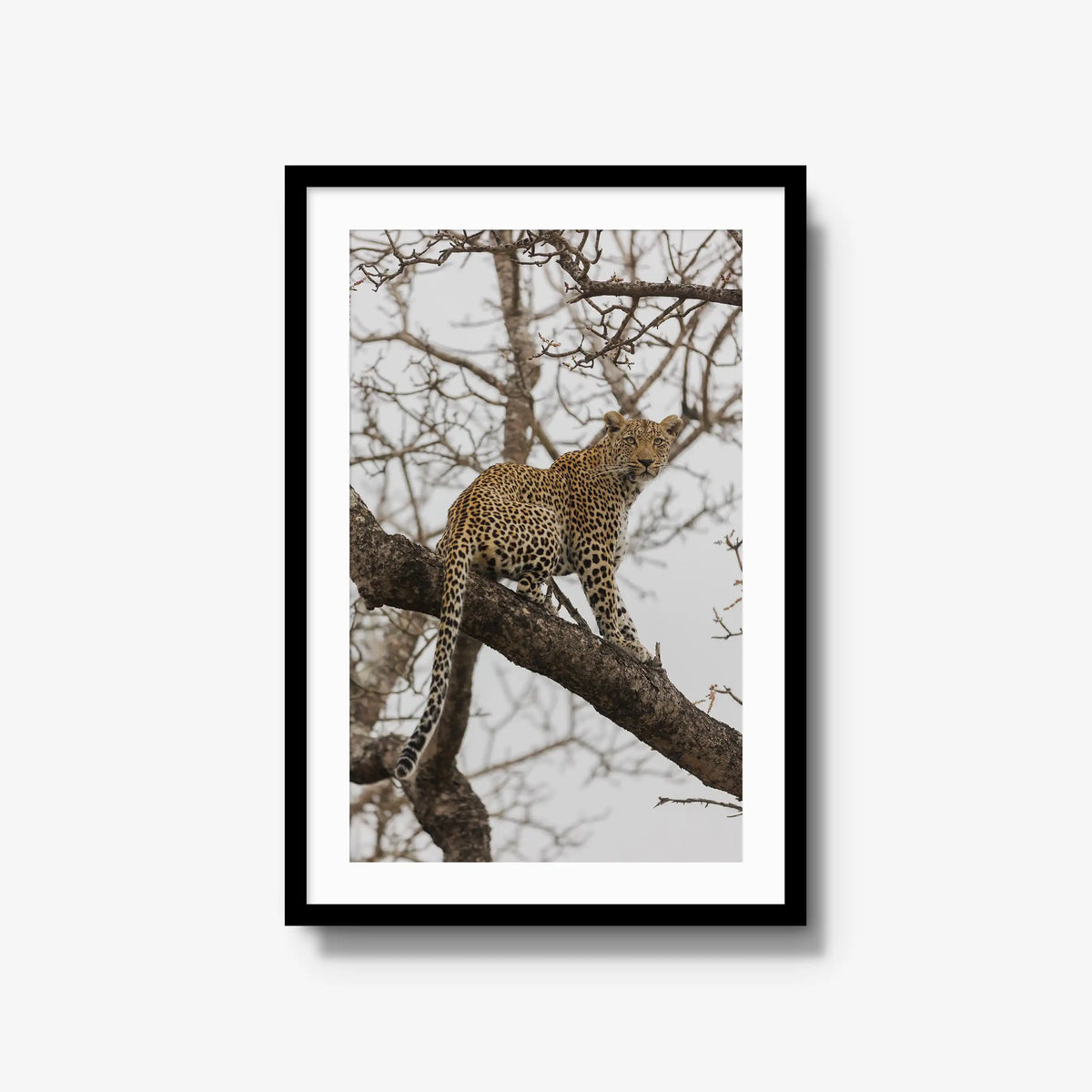 Steady — large / black / mat