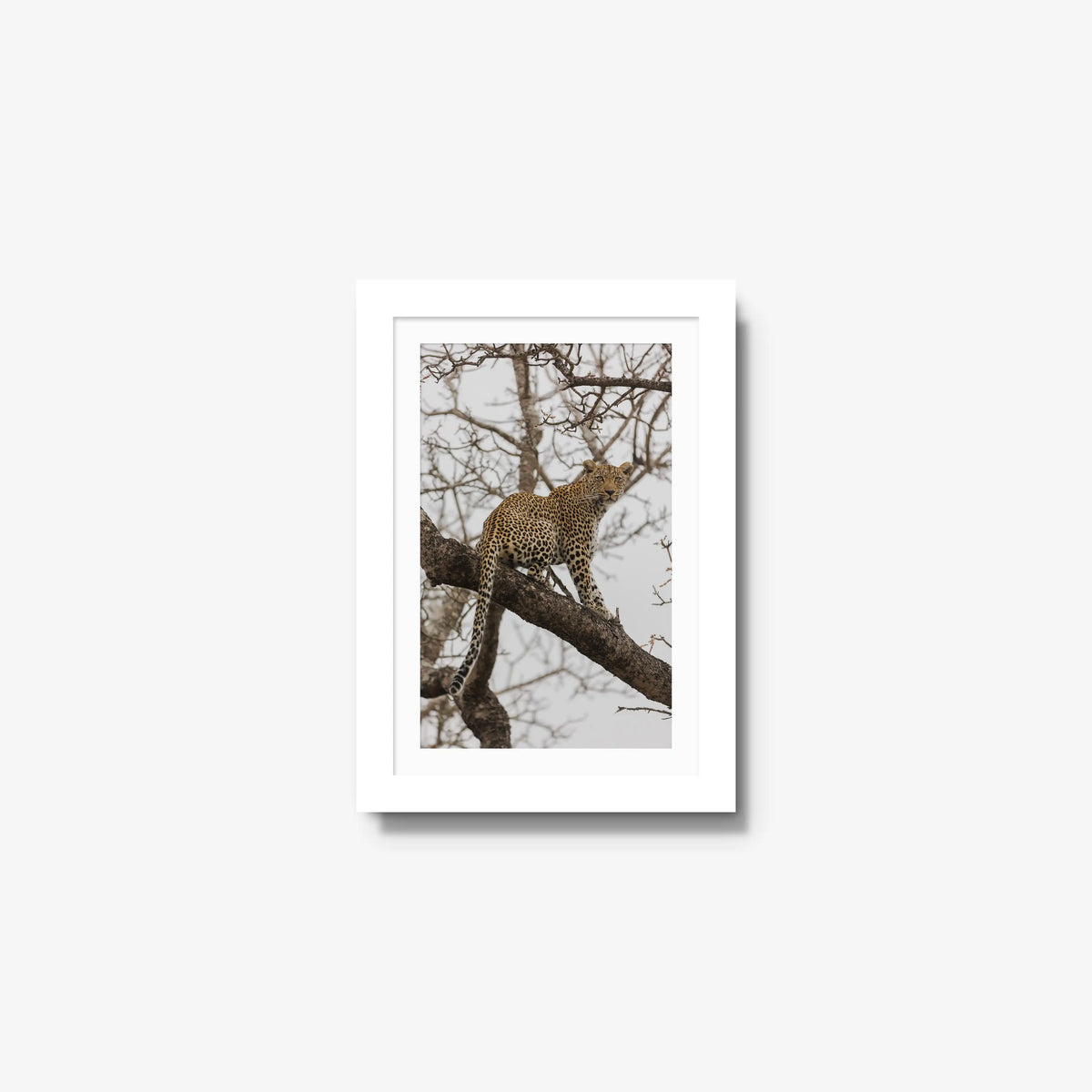 Steady — mini / white / mat