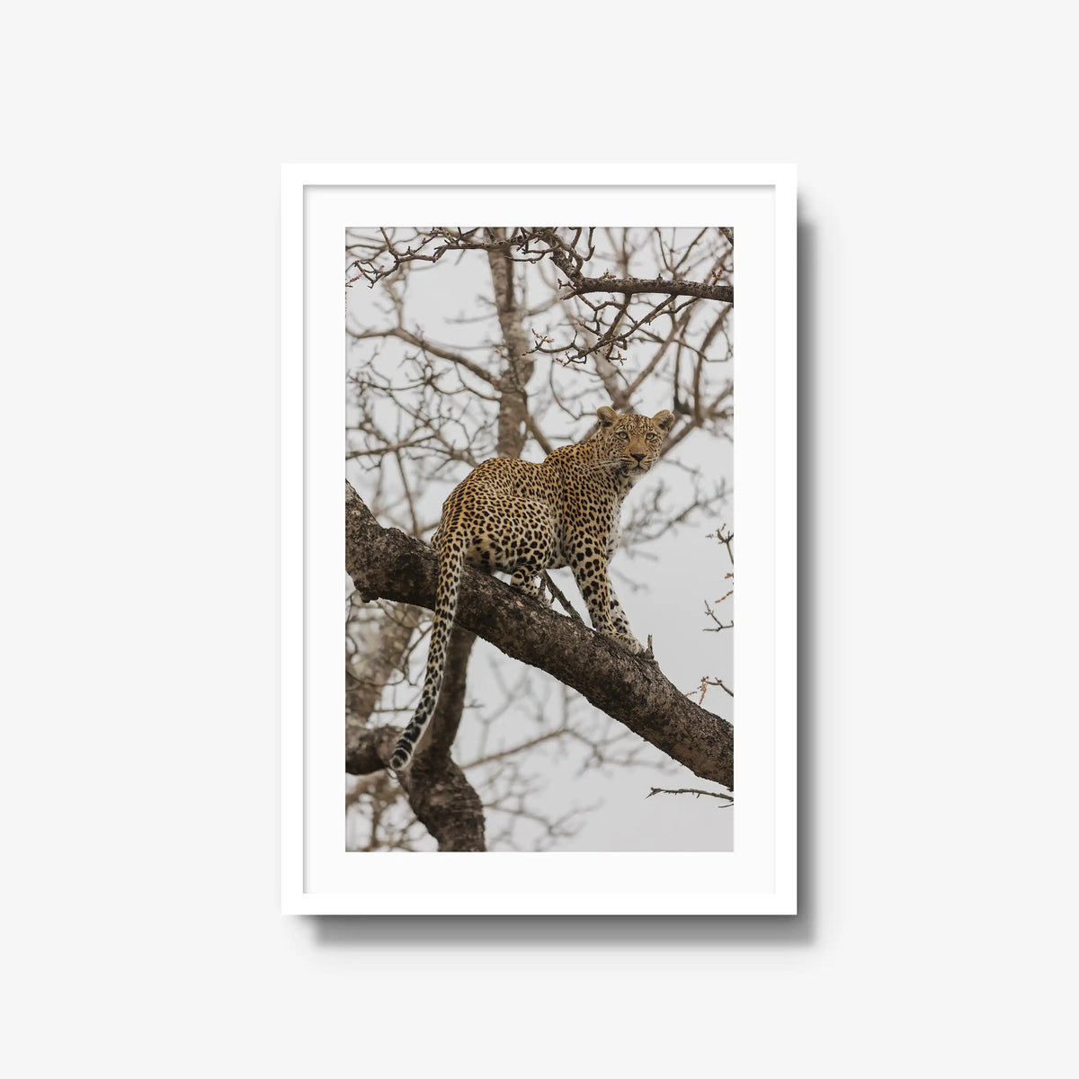 Steady — large / white / mat
