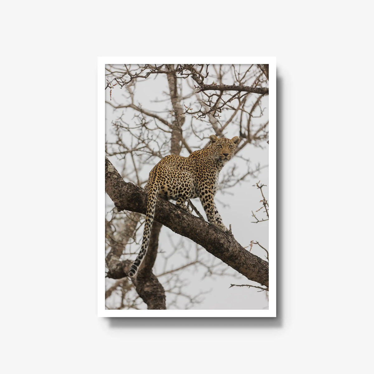 Steady — large / white / full
