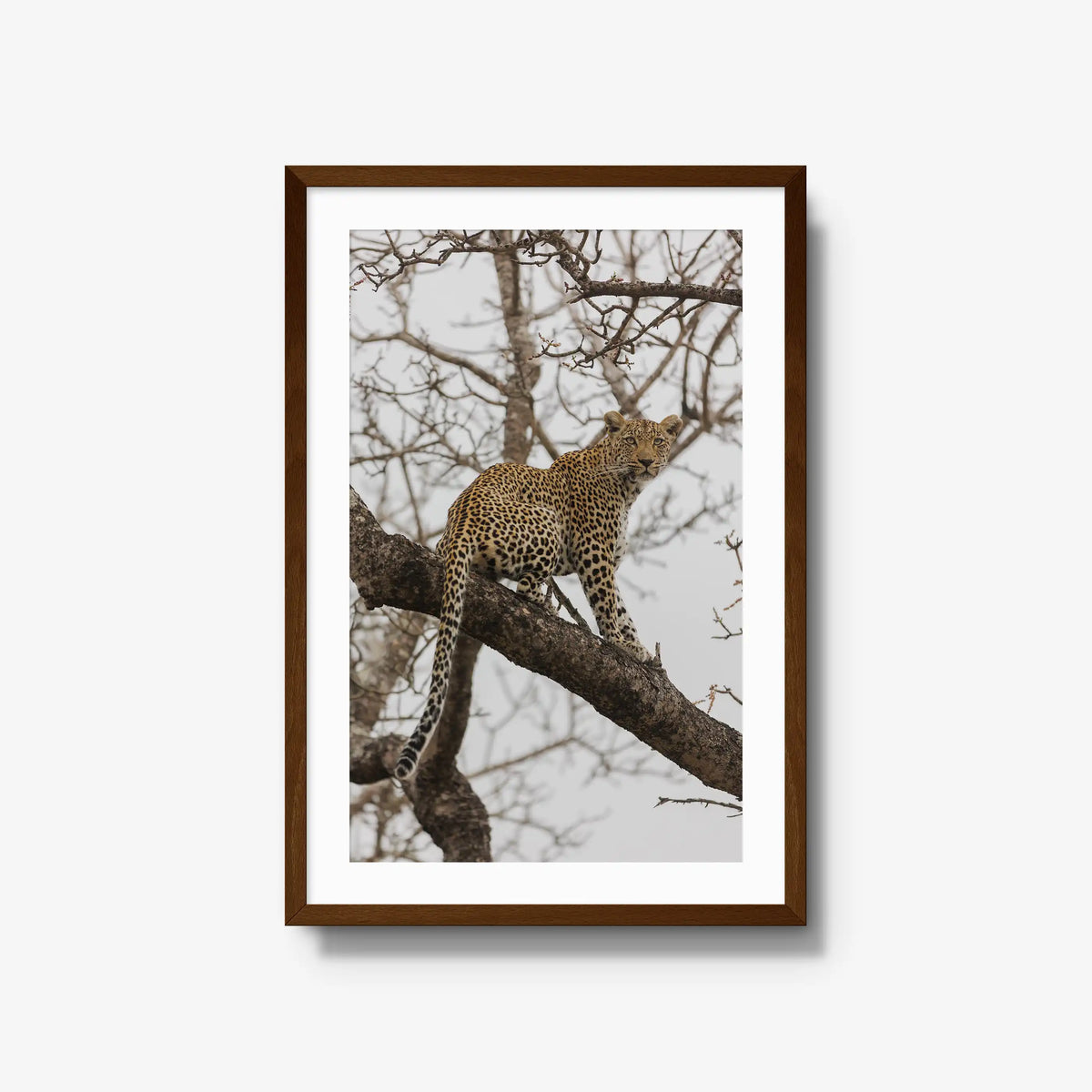 Steady — large / brown / mat