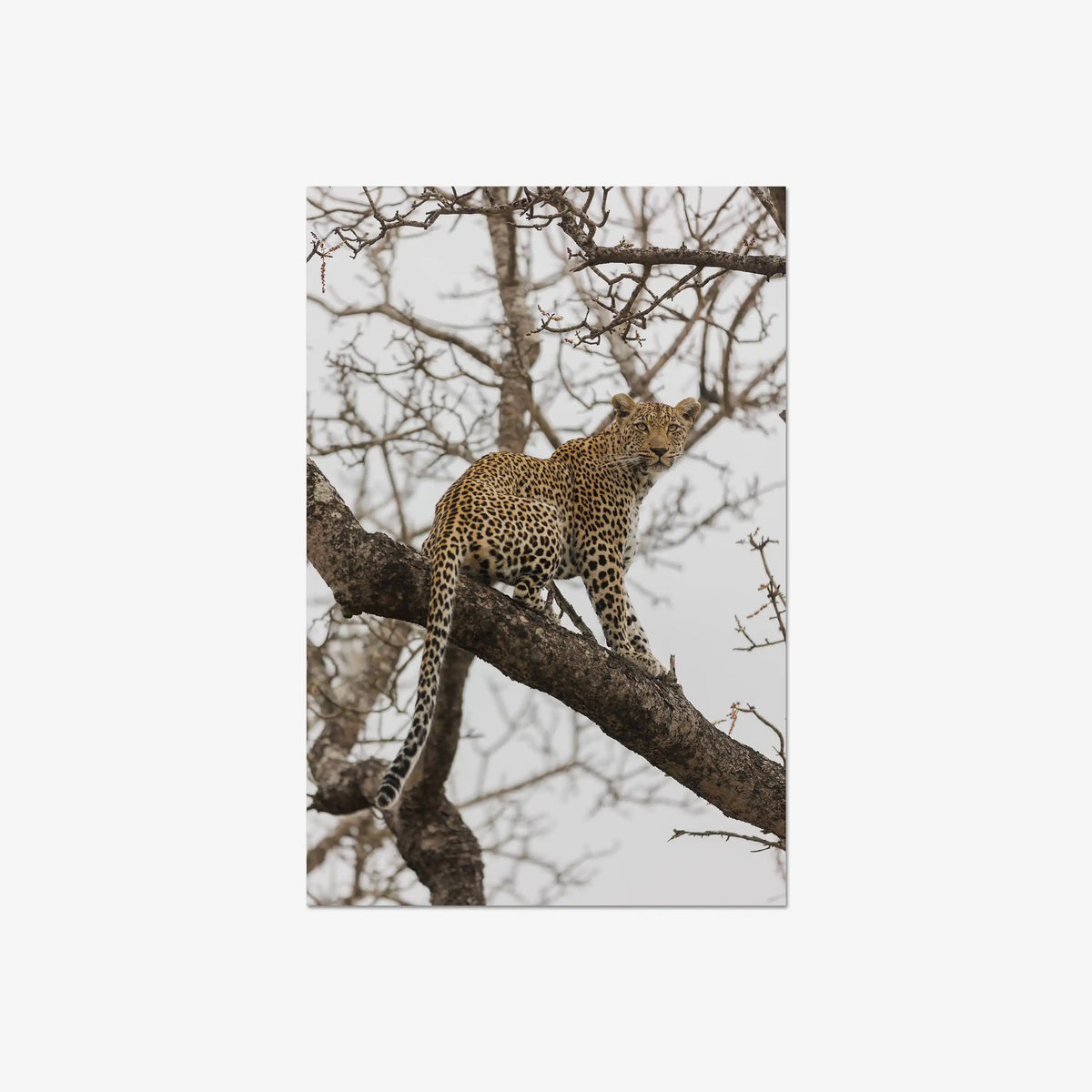 Steady — large / print / n/a