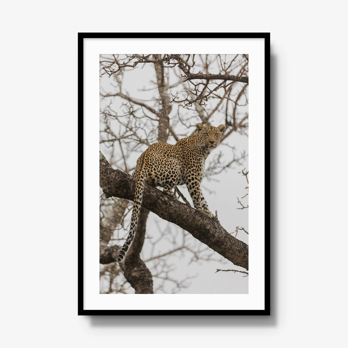 Steady — gallery / black / mat