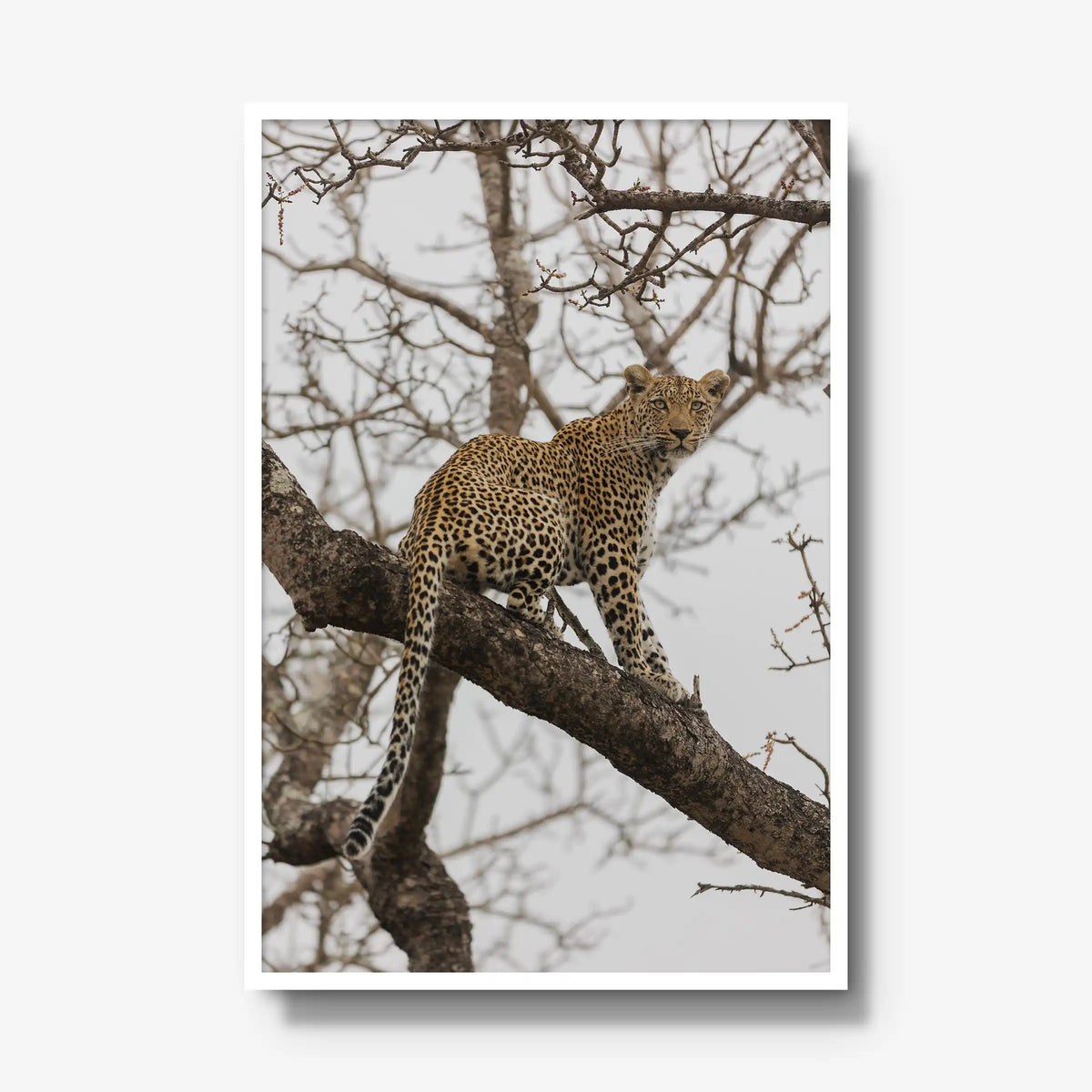Steady — gallery / white / full