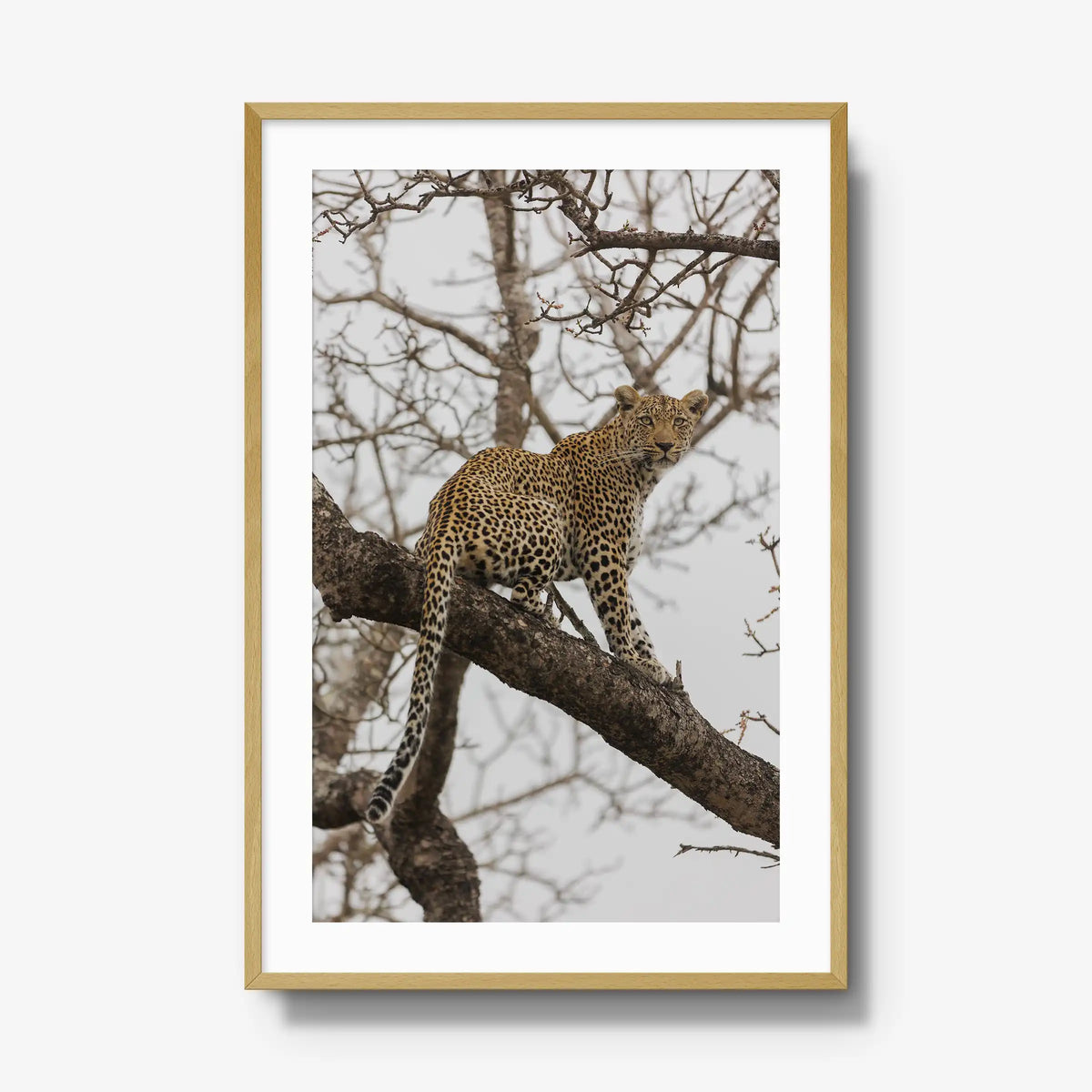Steady — gallery / natural / mat