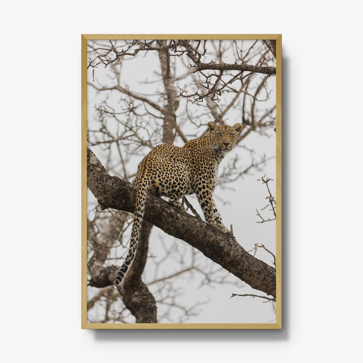 Steady — gallery / natural / full