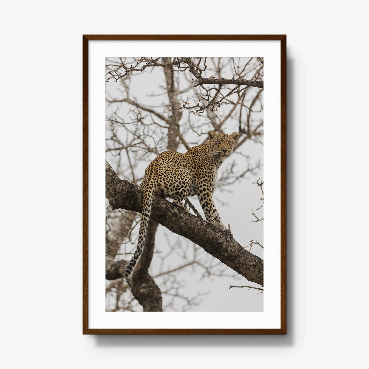 Steady — gallery / brown / mat
