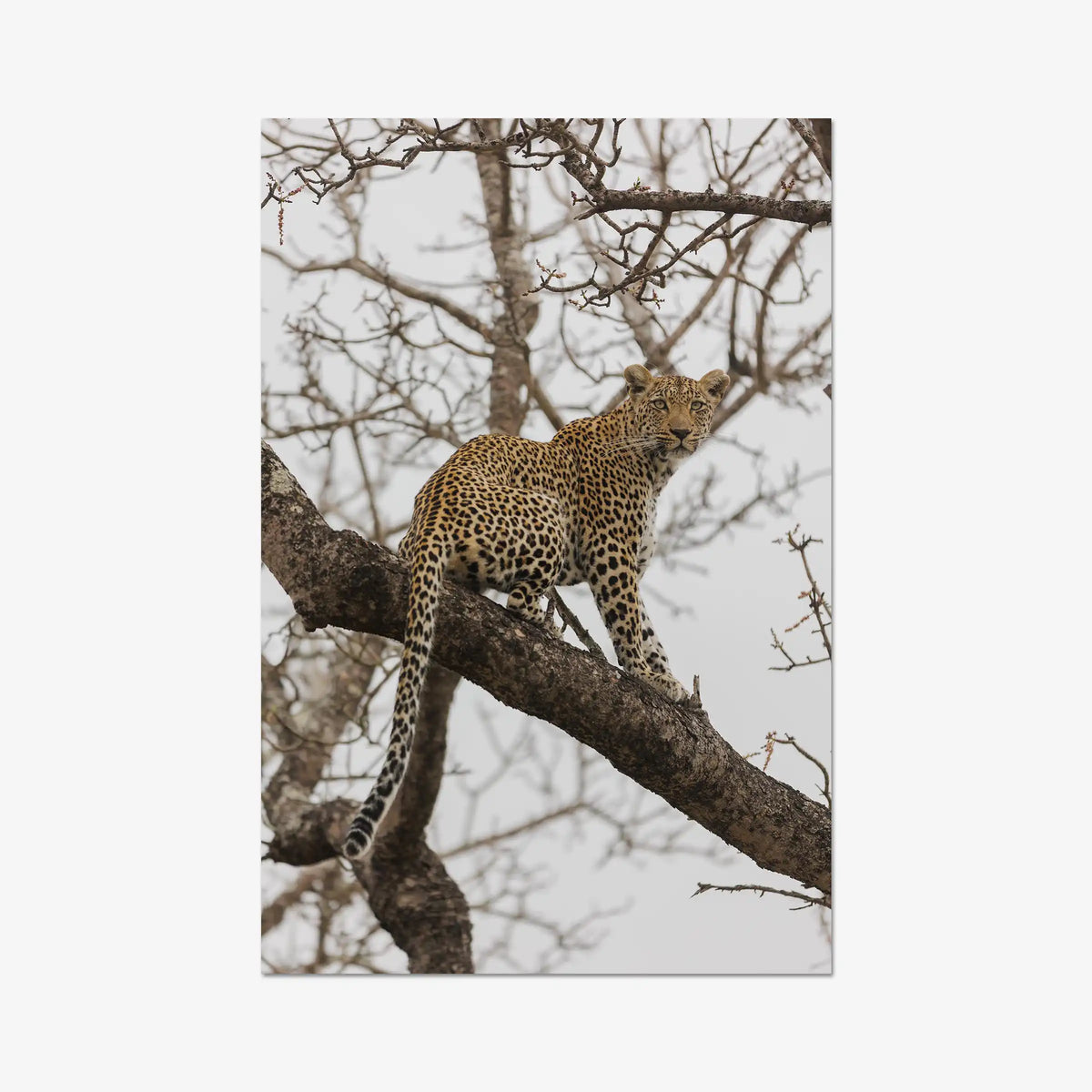 Steady — gallery / print / n/a