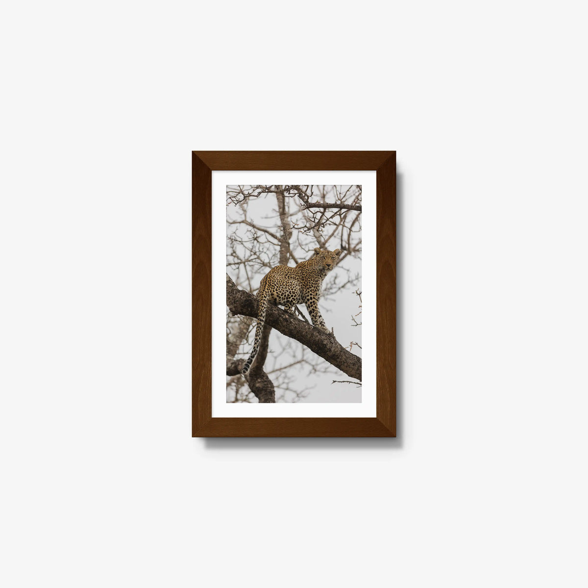 Steady — mini / brown / mat