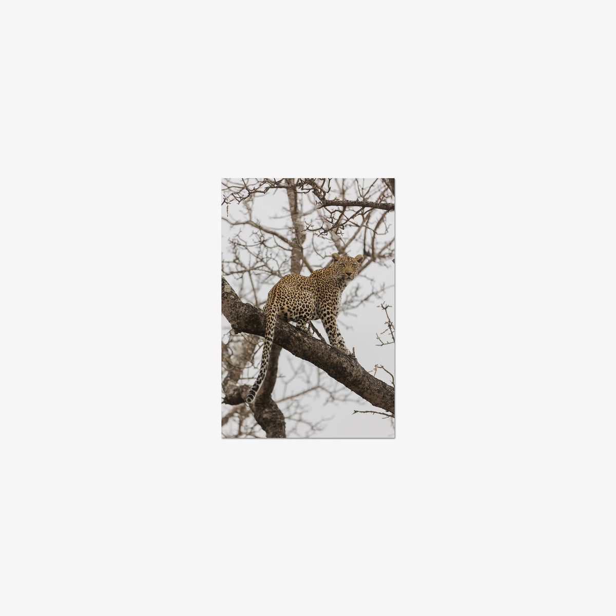 Steady — mini / print / n/a