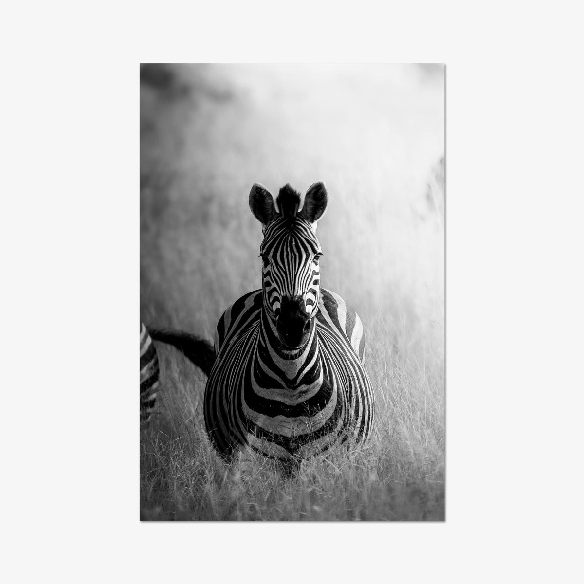 Stripes II