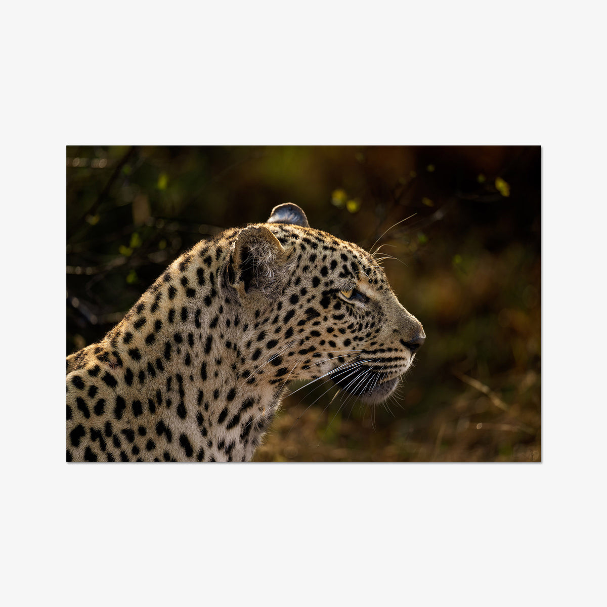 Tengile Female
