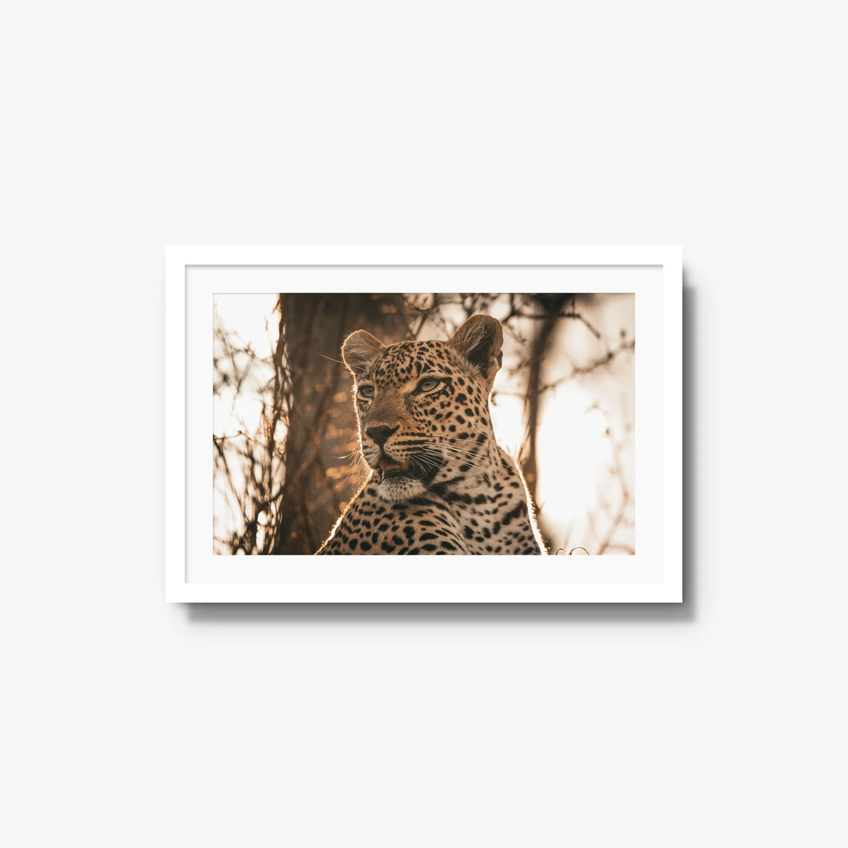 The Golden Watch — medium / white / mat