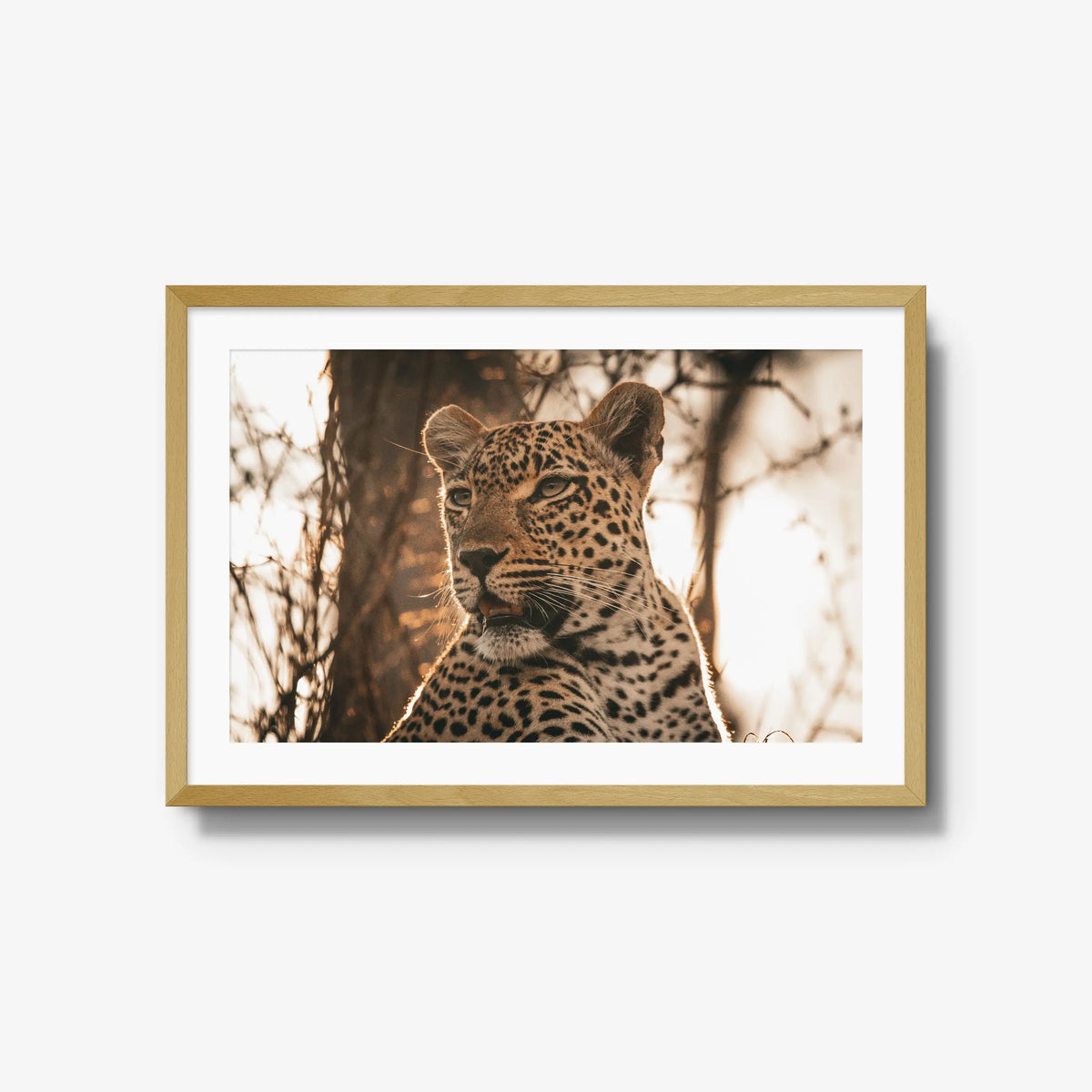 The Golden Watch — large / natural / mat