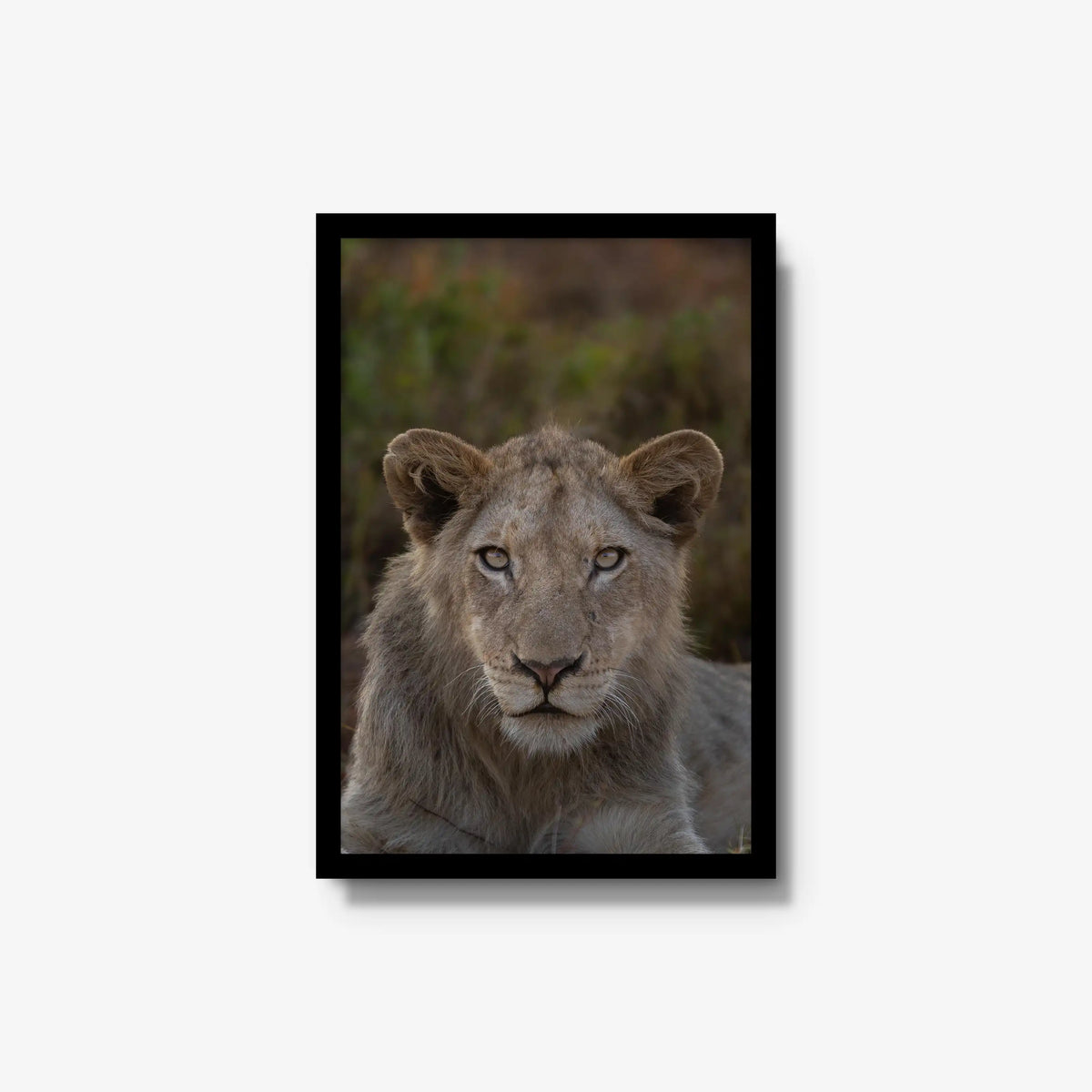 The Apprentice — medium / black / full