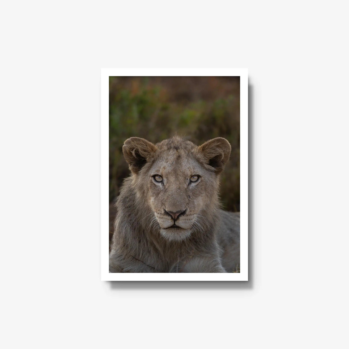 The Apprentice — medium / white / full