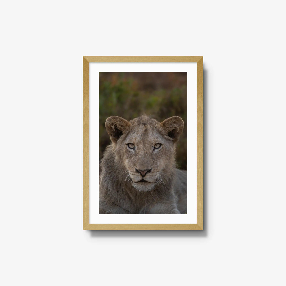 The Apprentice — medium / natural / mat