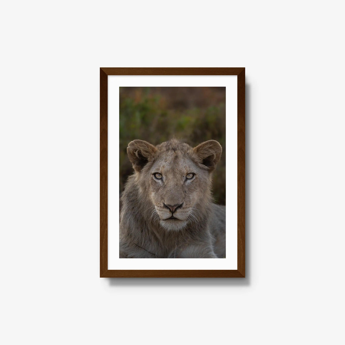 The Apprentice — medium / brown / mat