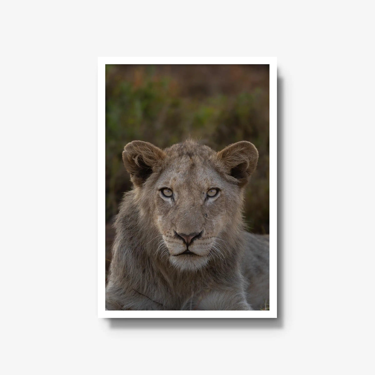 The Apprentice — large / white / full