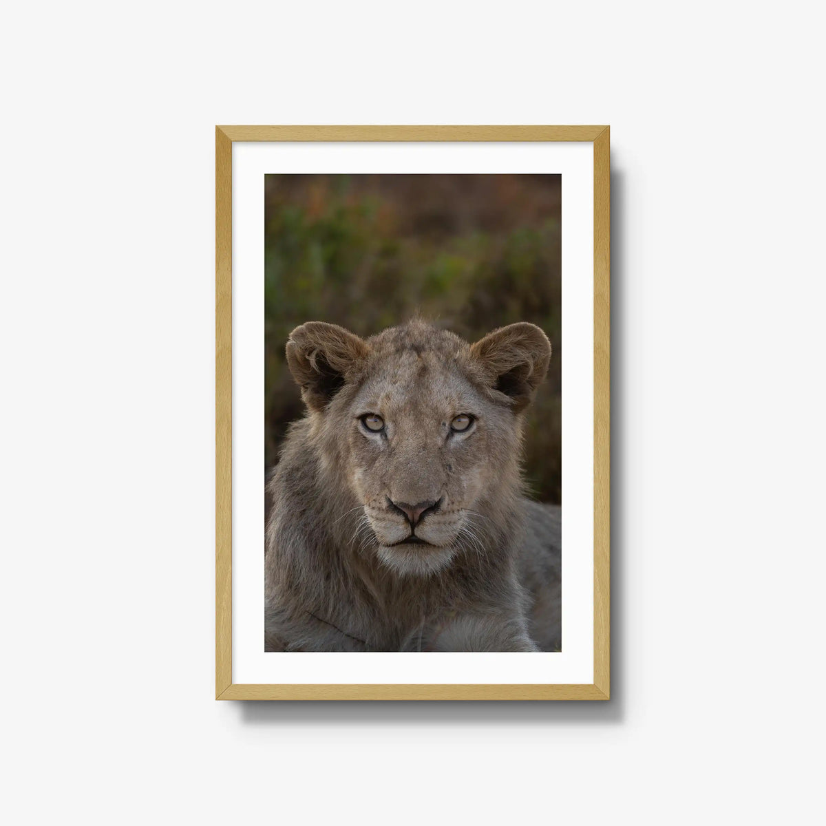 The Apprentice — large / natural / mat
