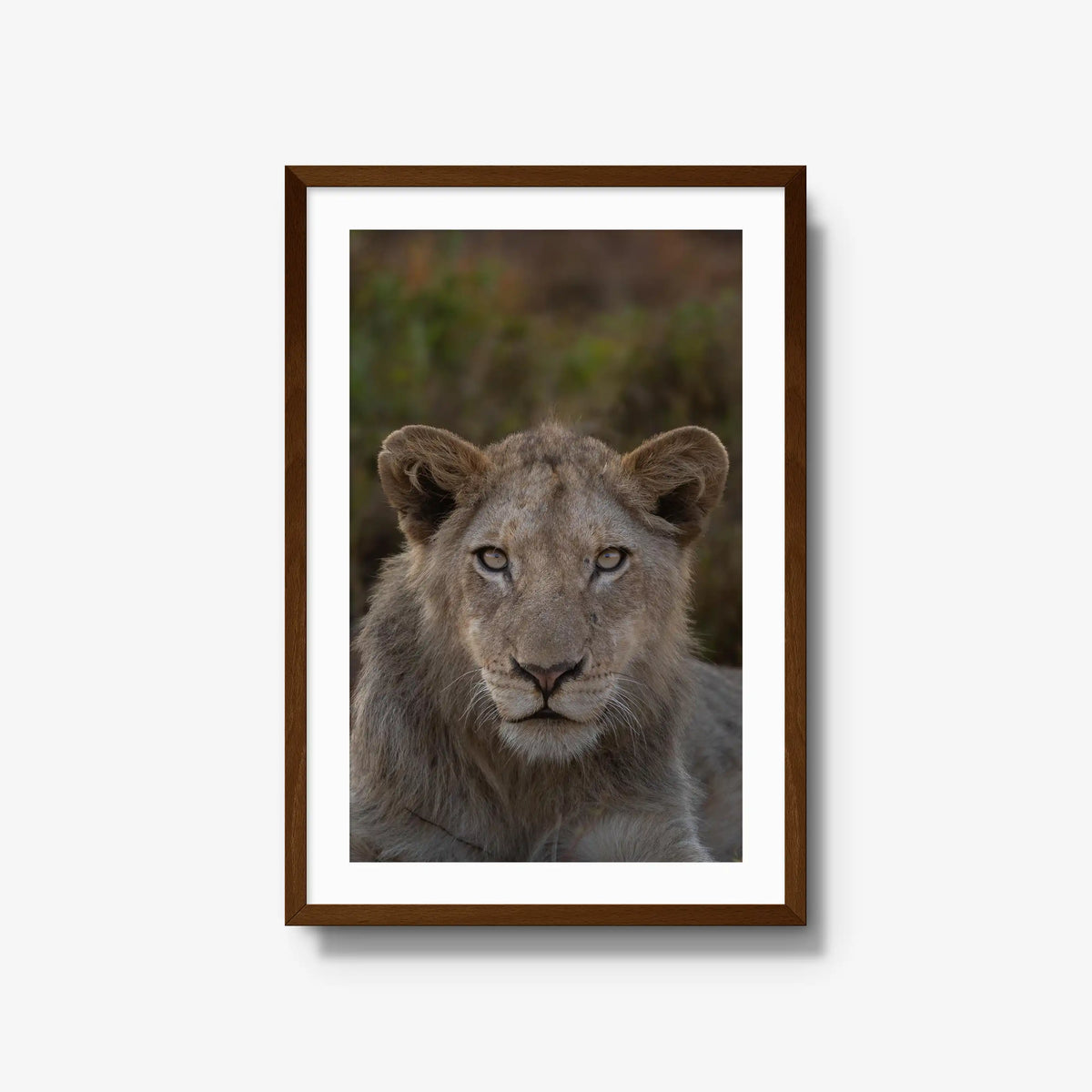 The Apprentice — large / brown / mat