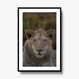 The Apprentice — gallery / black / mat
