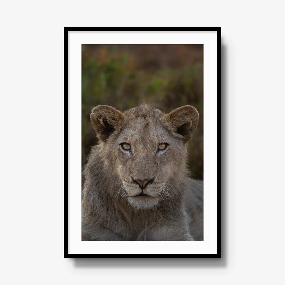 The Apprentice — gallery / black / mat