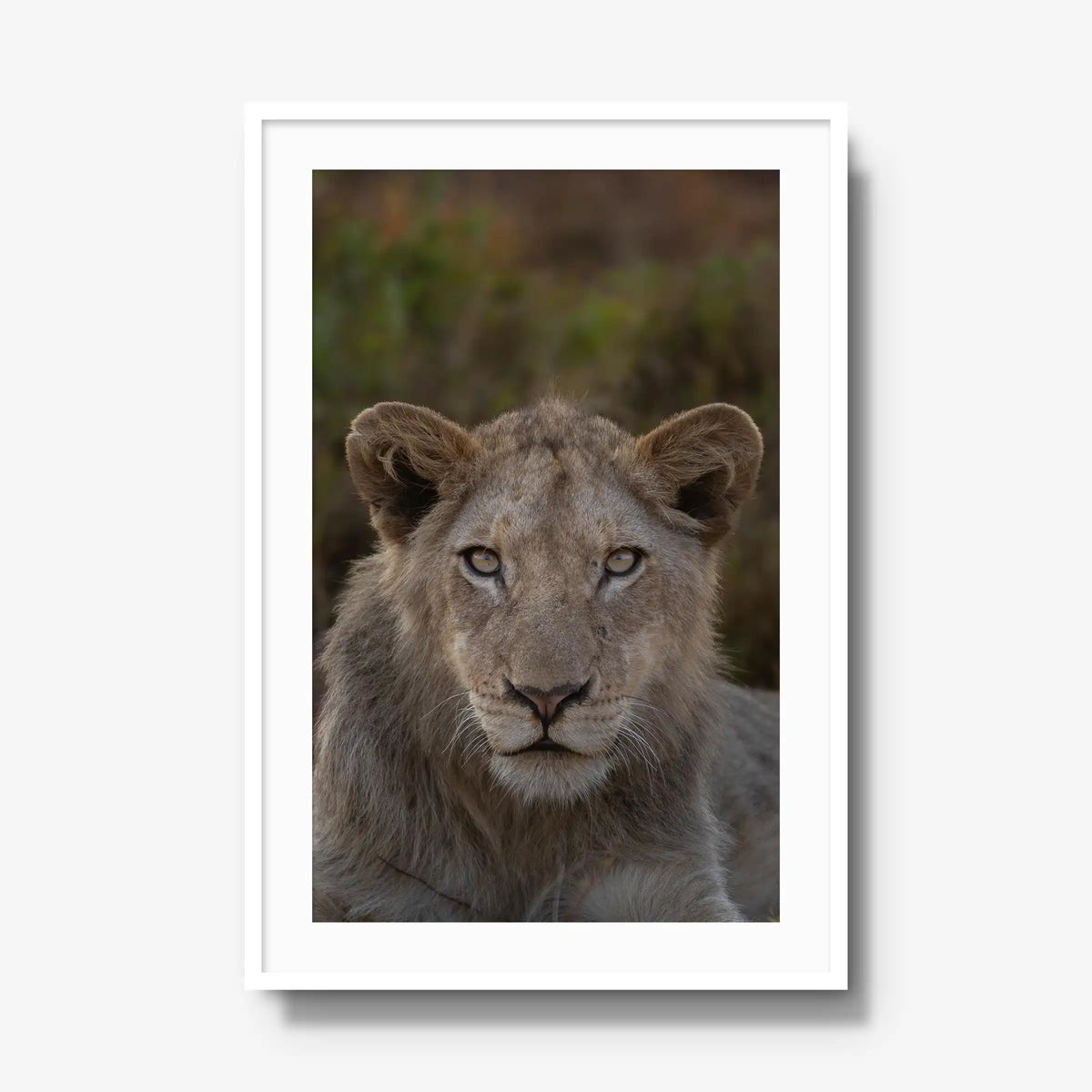 The Apprentice — gallery / white / mat