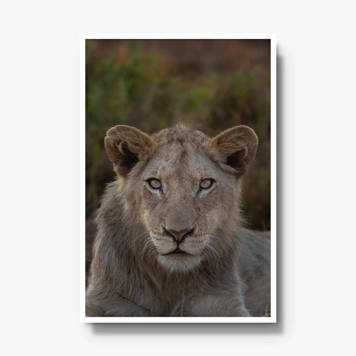The Apprentice — gallery / white / full