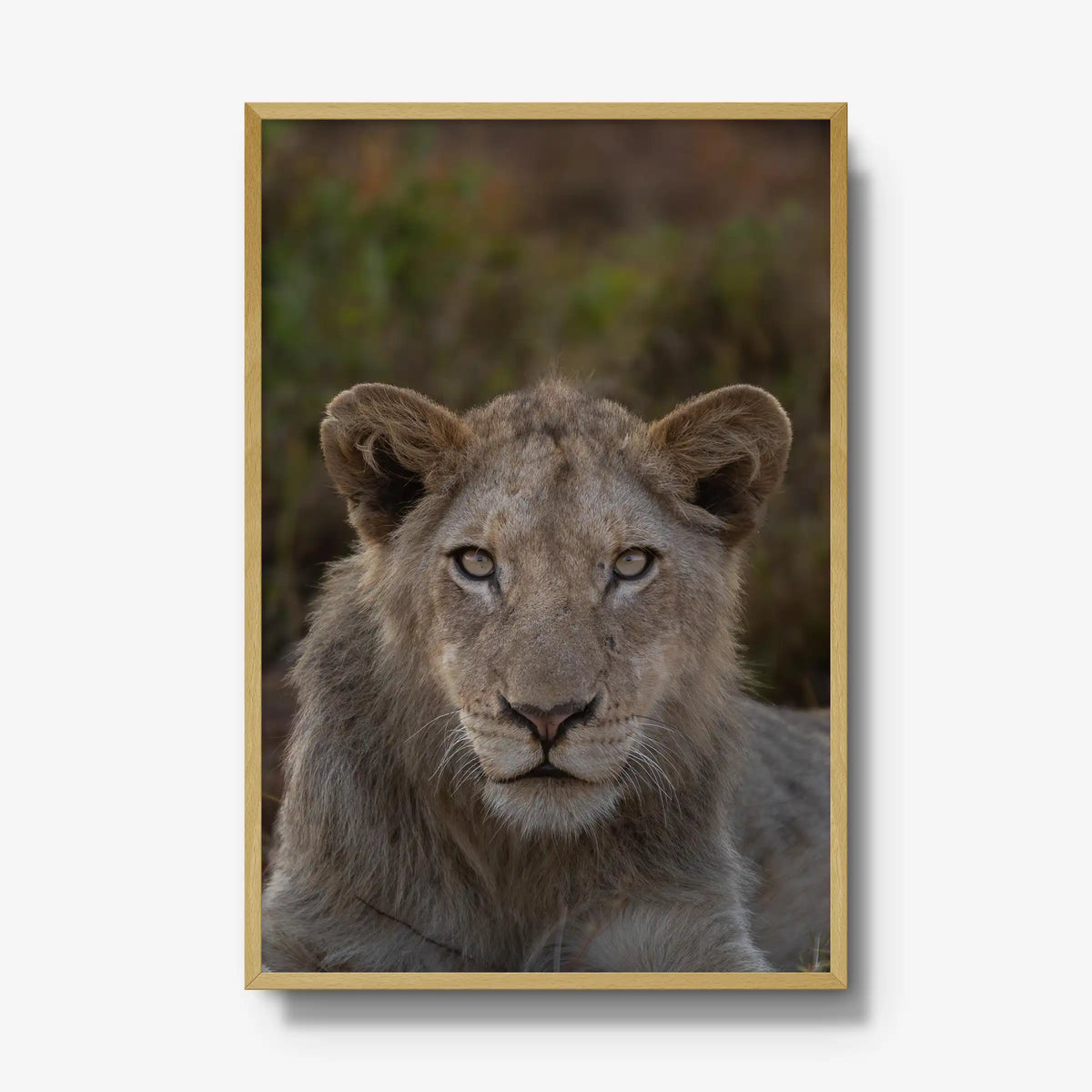 The Apprentice — gallery / natural / full