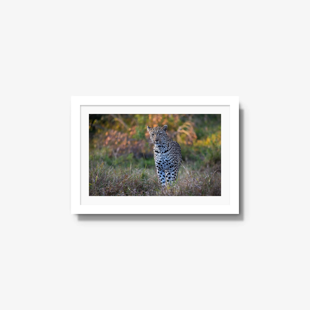 The Approach — small / white / mat