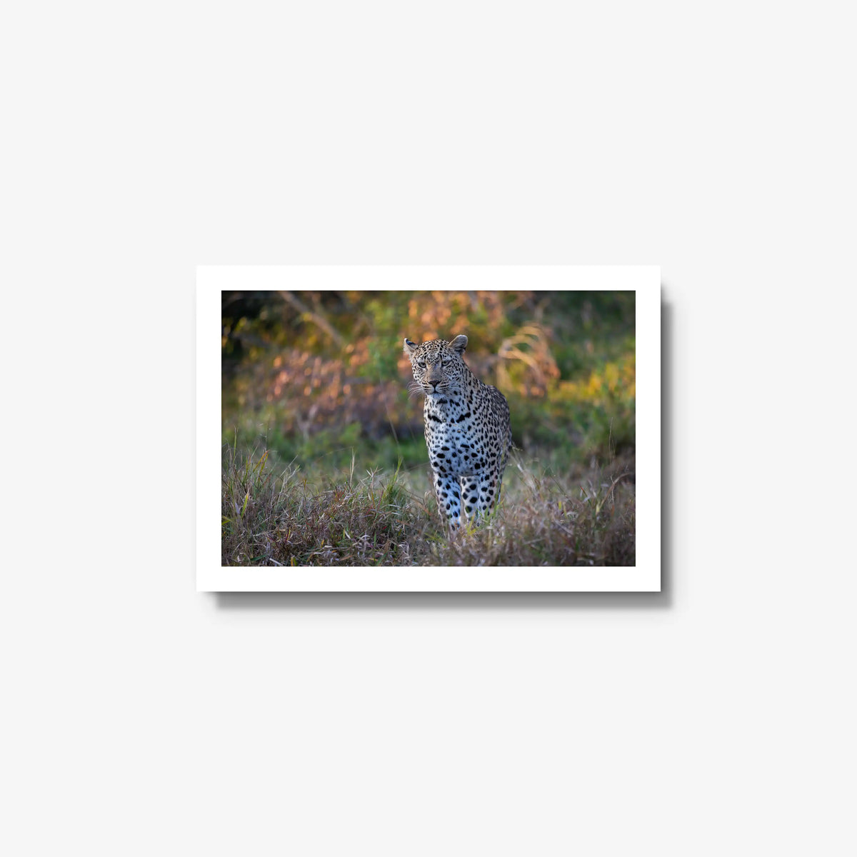 The Approach — small / white / full