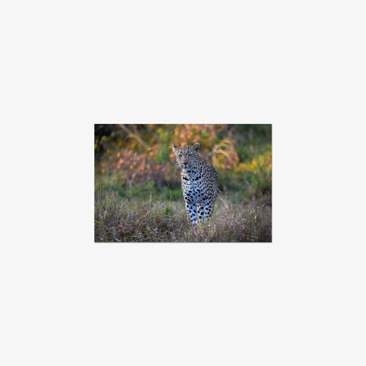 The Approach — small / print / n/a