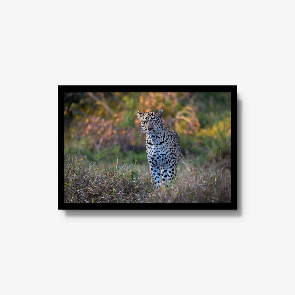 The Approach — medium / black / full