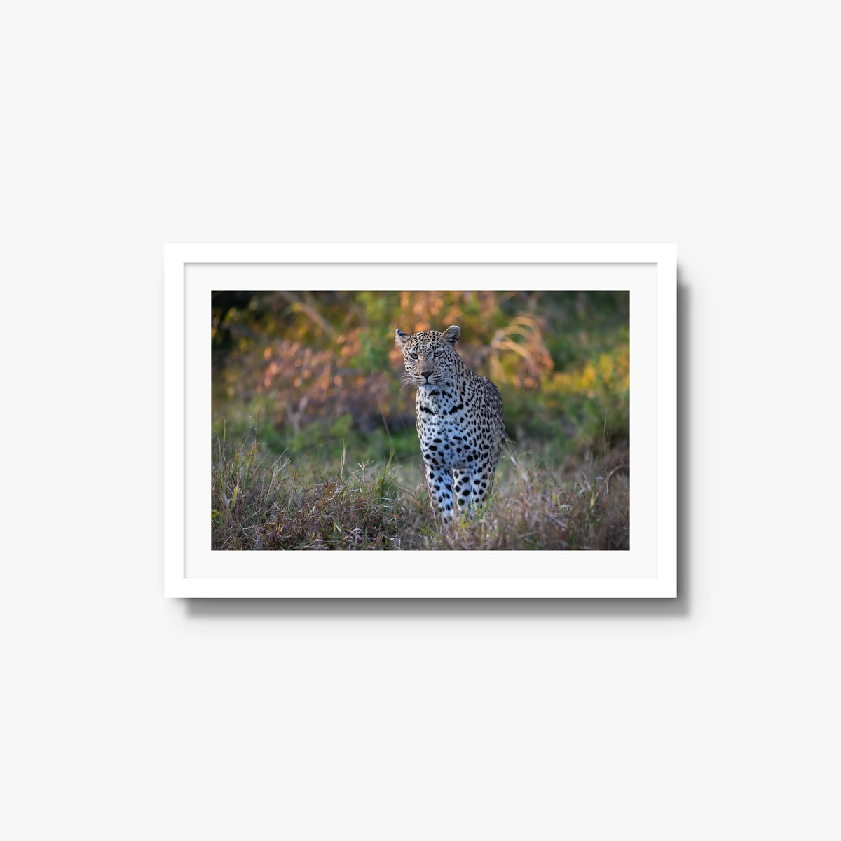 The Approach — medium / white / mat