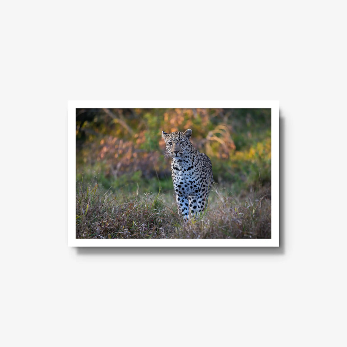 The Approach — medium / white / full