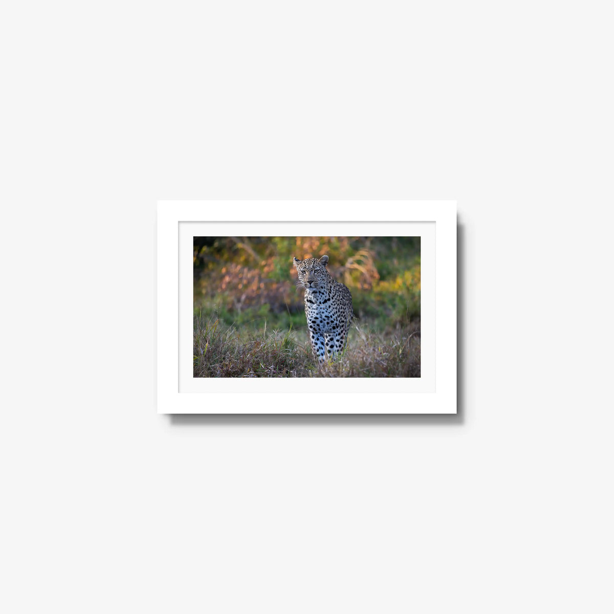 The Approach — mini / white / mat