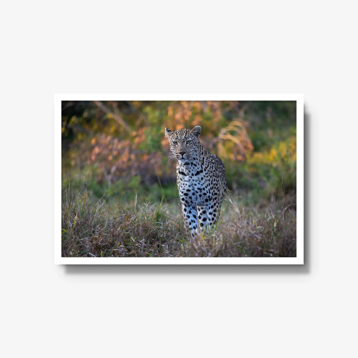 The Approach — large / white / full