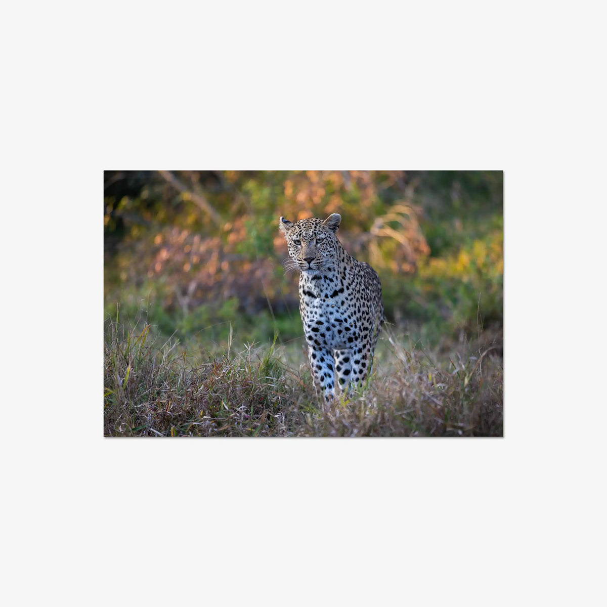 The Approach — large / print / n/a