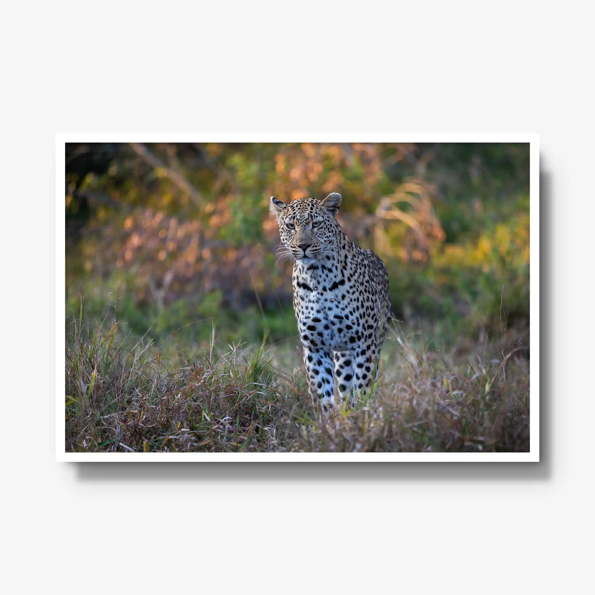 The Approach — gallery / white / full